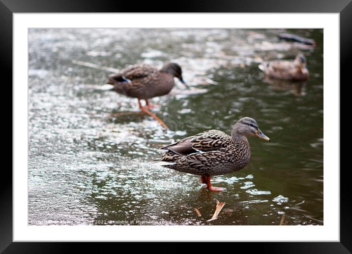 Ducks on a frozen pond Framed Mounted Print by Elaine Hayward
