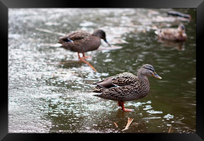 Ducks on a frozen pond Framed Print by Elaine Hayward