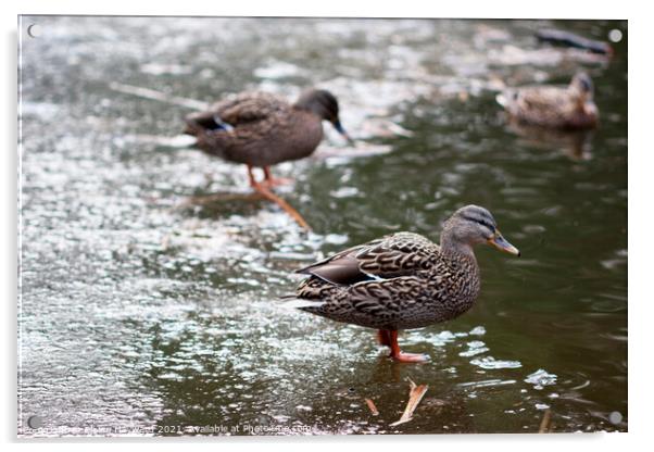 Ducks on a frozen pond Acrylic by Elaine Hayward