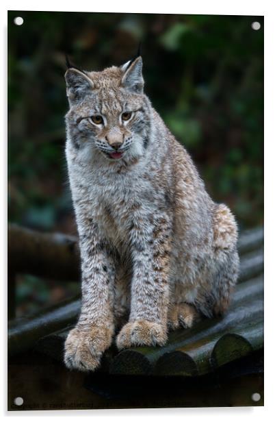 Lynx Youngster Sitting In The Rain Acrylic by rawshutterbug 