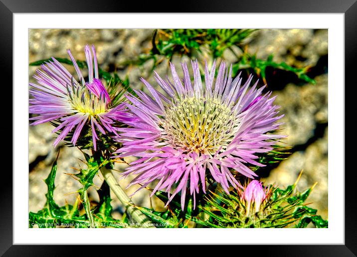 Wild Beauty in the Picos Mountains Framed Mounted Print by Roger Mechan