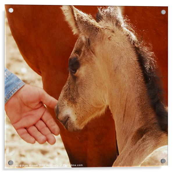 Colt, 12 hours old Acrylic by Patti Barrett