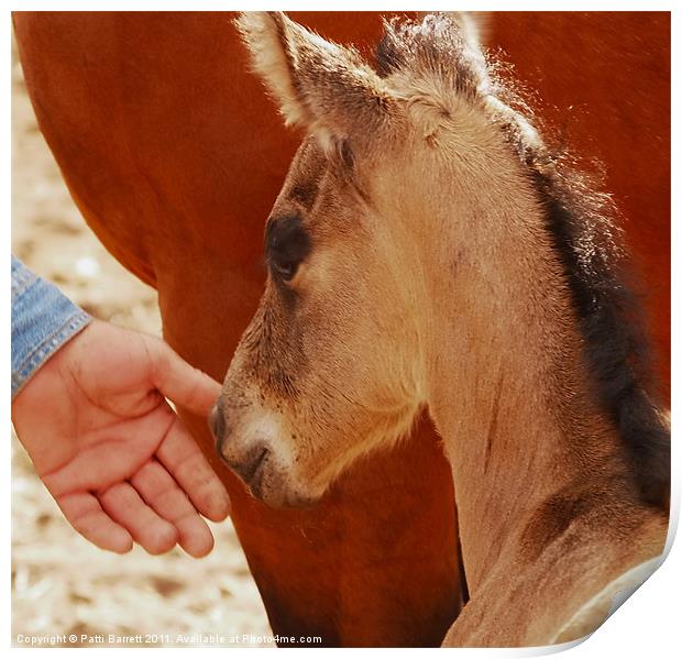 Colt, 12 hours old Print by Patti Barrett