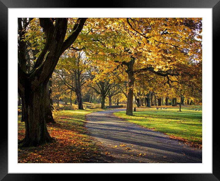 November in the park Framed Mounted Print by David McCulloch
