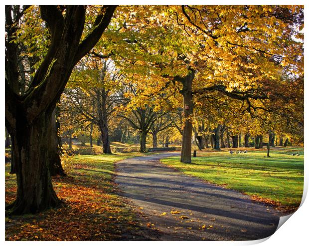 November in the park Print by David McCulloch