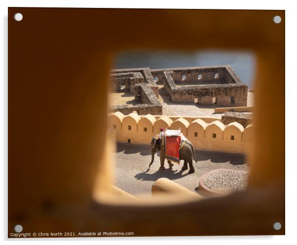 Elephant descending from the Amber Fort Acrylic by Chris North