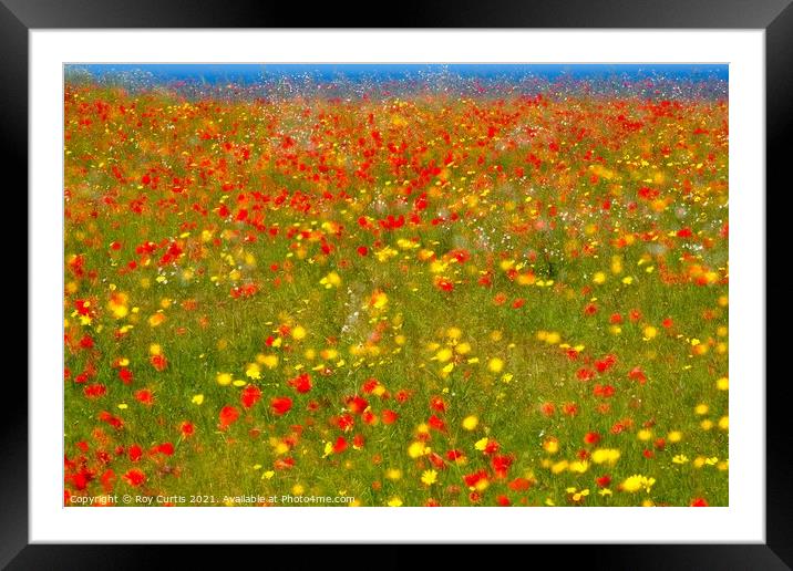 Poppies and Corn Marigolds Framed Mounted Print by Roy Curtis