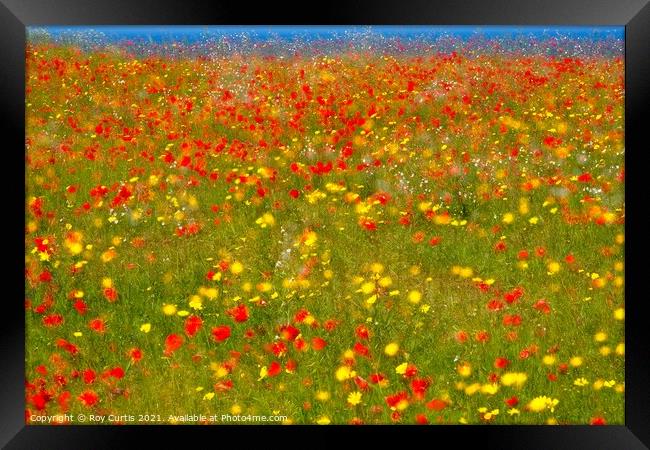 Poppies and Corn Marigolds Framed Print by Roy Curtis