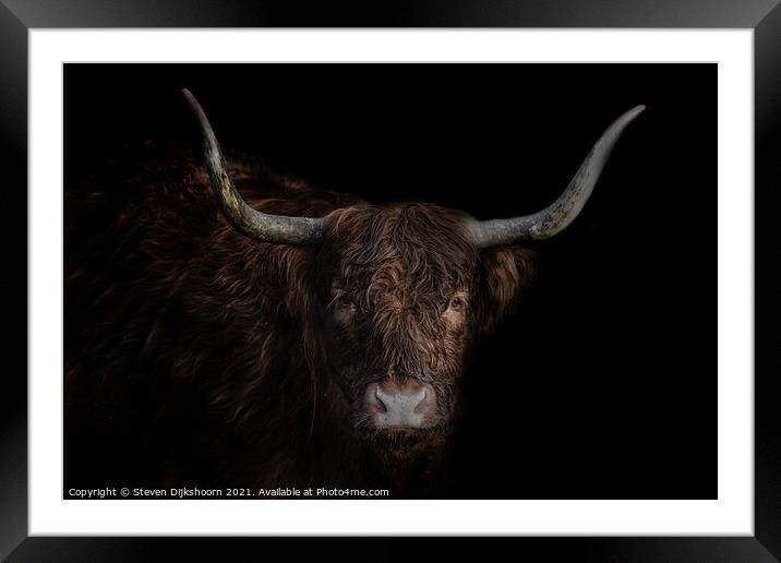 Highland cow portrait Framed Mounted Print by Steven Dijkshoorn