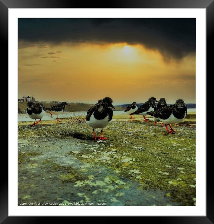 The curious turnstones in Whitby Framed Mounted Print by andrew copley