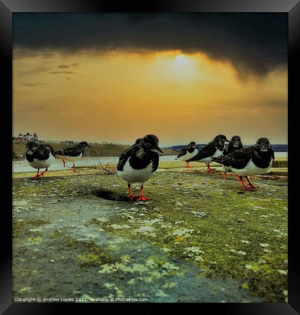 The curious turnstones in Whitby Framed Print by andrew copley