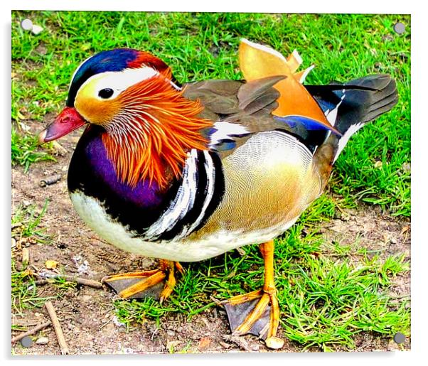 Radiant Mandarin Duck Acrylic by Roger Mechan