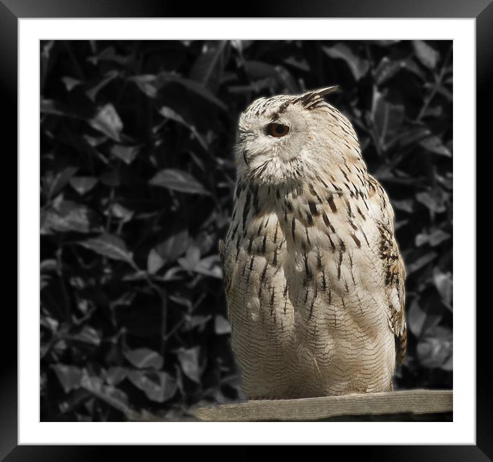 Siberian Eagle Owl Framed Mounted Print by Peter Elliott 