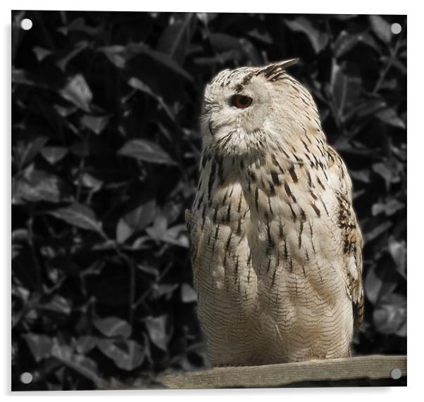 Siberian Eagle Owl Acrylic by Peter Elliott 