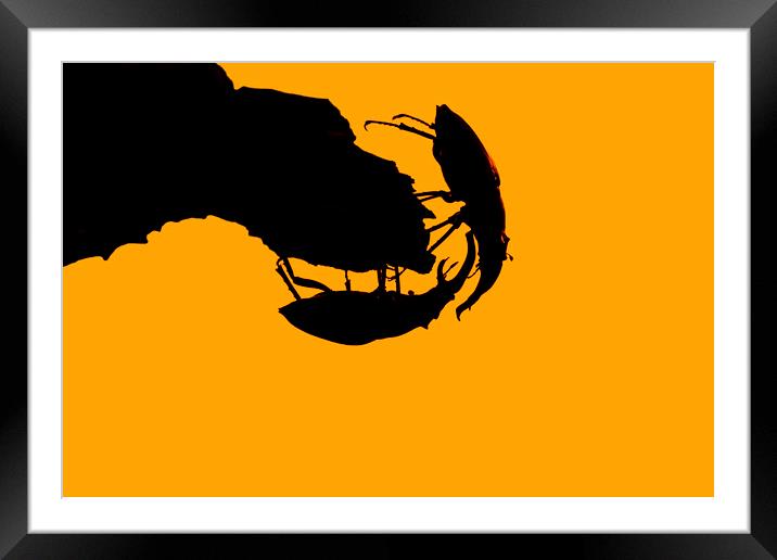 Fighting Stag Beetles at Sunset Framed Mounted Print by Arterra 