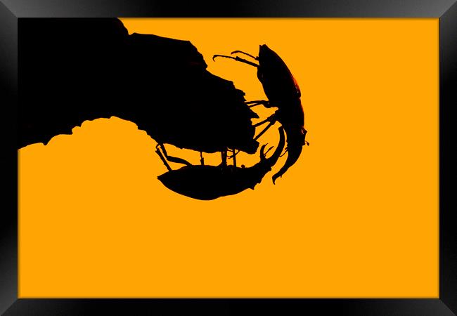 Fighting Stag Beetles at Sunset Framed Print by Arterra 