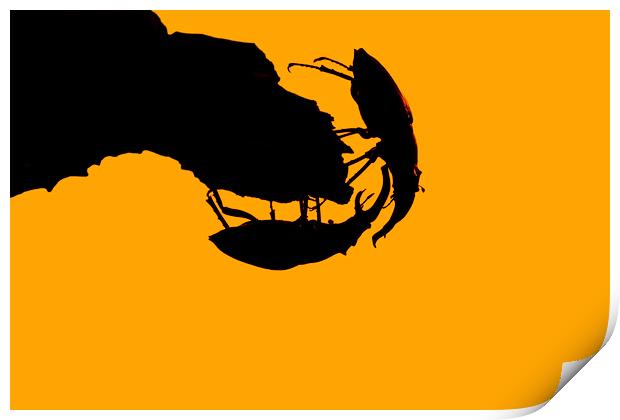Fighting Stag Beetles at Sunset Print by Arterra 