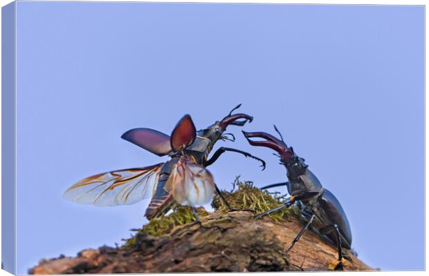 Two Stag Beetles Fighting at Dusk Canvas Print by Arterra 