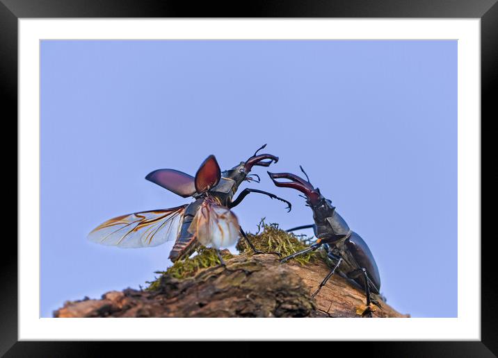 Two Stag Beetles Fighting at Dusk Framed Mounted Print by Arterra 