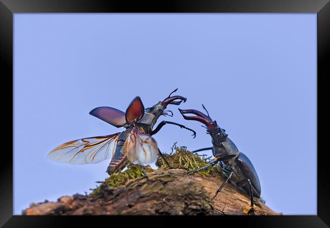 Two Stag Beetles Fighting at Dusk Framed Print by Arterra 