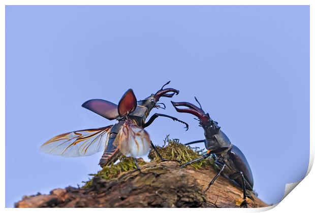 Two Stag Beetles Fighting at Dusk Print by Arterra 