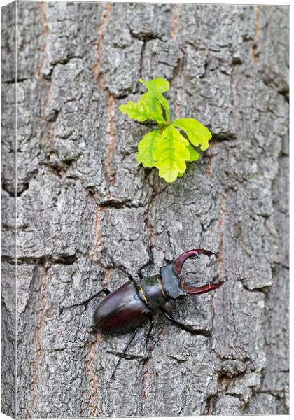 Stag Beetle Climbing Oak Tree Canvas Print by Arterra 