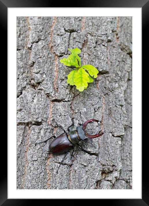 Stag Beetle Climbing Oak Tree Framed Mounted Print by Arterra 