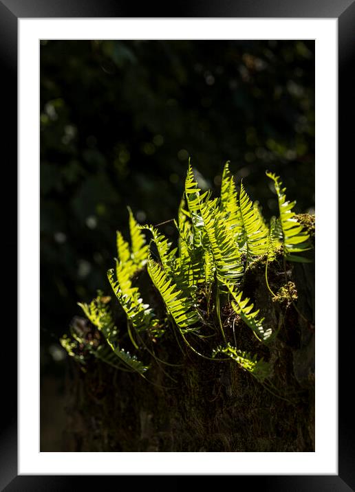 Backlit fern leaves Framed Mounted Print by Phil Crean