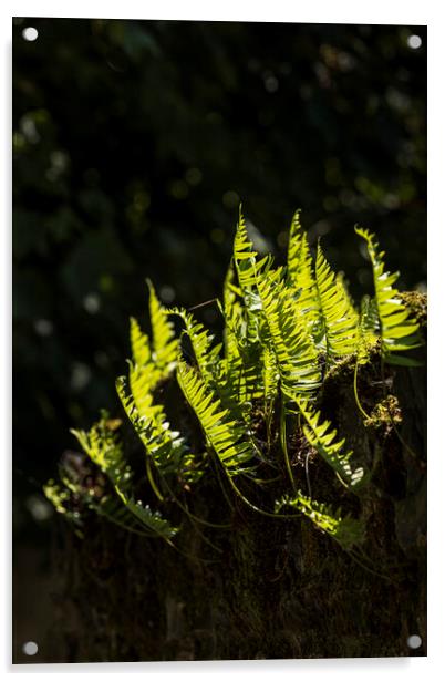 Backlit fern leaves Acrylic by Phil Crean