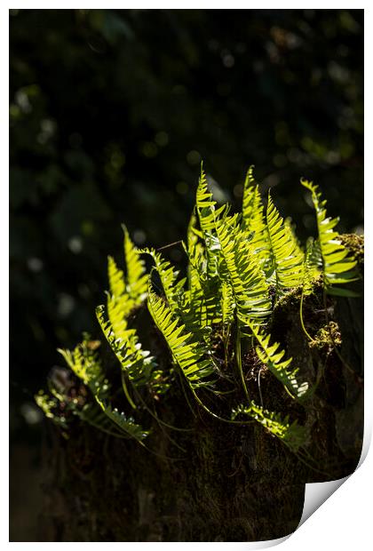 Backlit fern leaves Print by Phil Crean