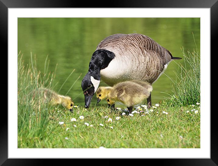 my lunch is moving mum! Framed Mounted Print by michelle rook
