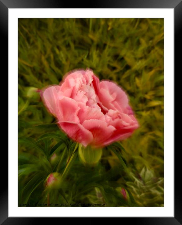 Pink Peony  Framed Mounted Print by Simon Johnson