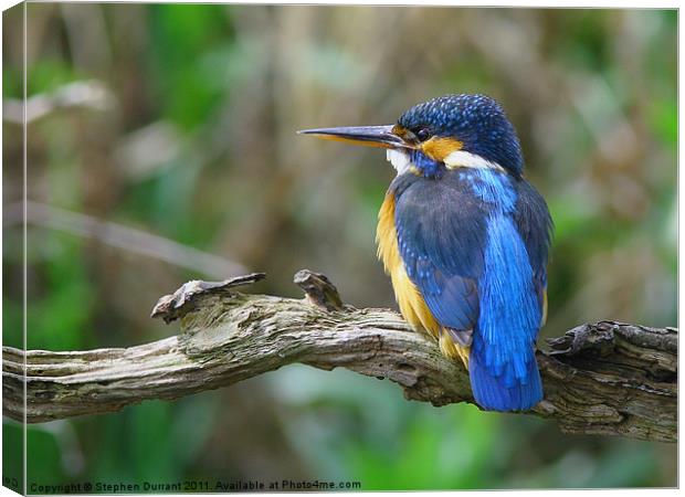 Female Kingfisher on perch Canvas Print by Stephen Durrant