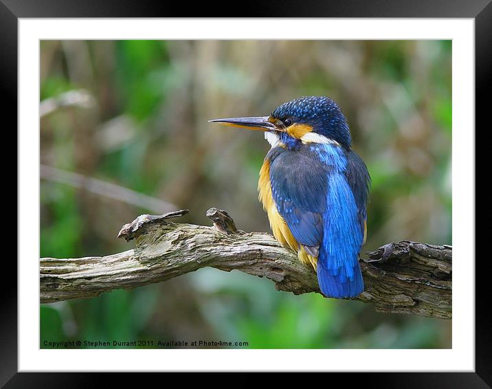 Female Kingfisher on perch Framed Mounted Print by Stephen Durrant