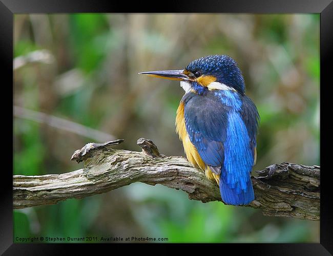 Female Kingfisher on perch Framed Print by Stephen Durrant