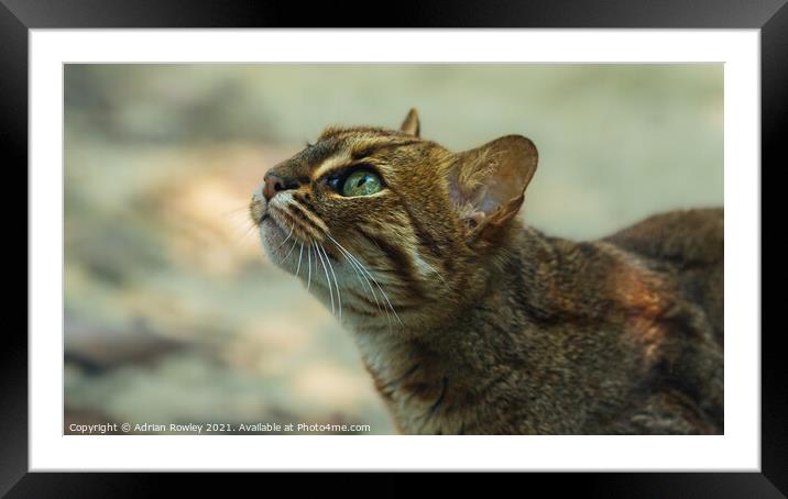 Sri Lankan Rusty Spotted Cat Framed Mounted Print by Adrian Rowley
