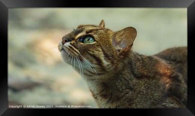 Sri Lankan Rusty Spotted Cat Framed Print by Adrian Rowley