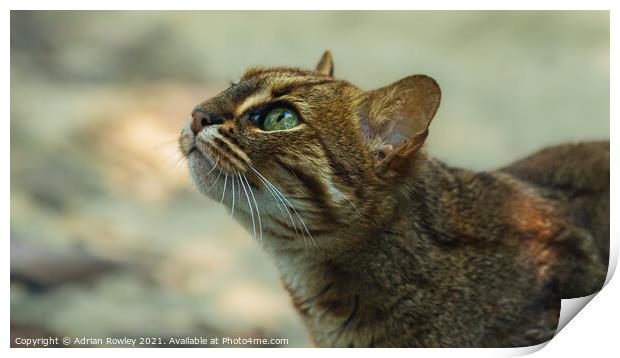 Sri Lankan Rusty Spotted Cat Print by Adrian Rowley