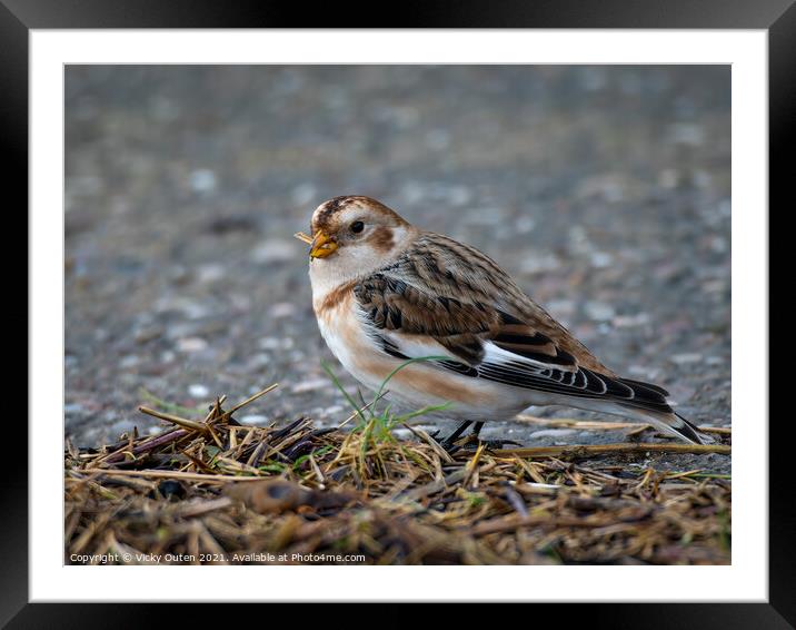 Male snow bunting standing on the ground  Framed Mounted Print by Vicky Outen