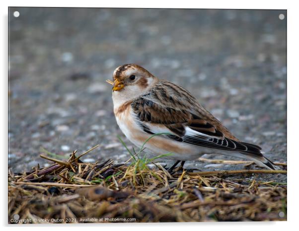 Male snow bunting standing on the ground  Acrylic by Vicky Outen