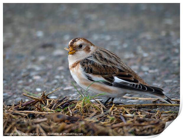 Male snow bunting standing on the ground  Print by Vicky Outen