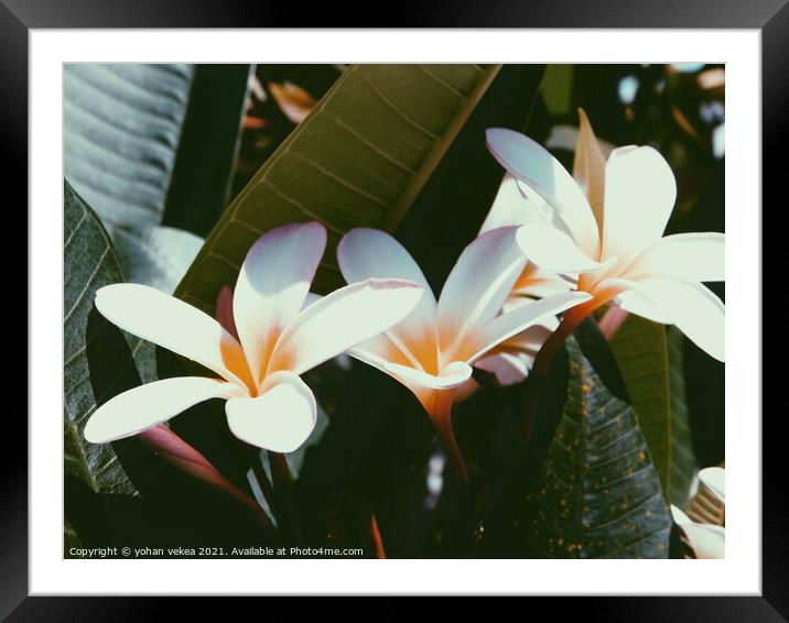 Plant flower Framed Mounted Print by yohan vekea