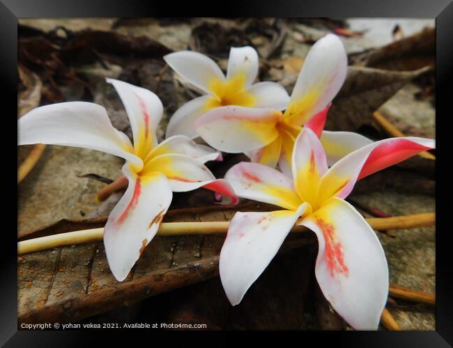 Plant flower Framed Print by yohan vekea