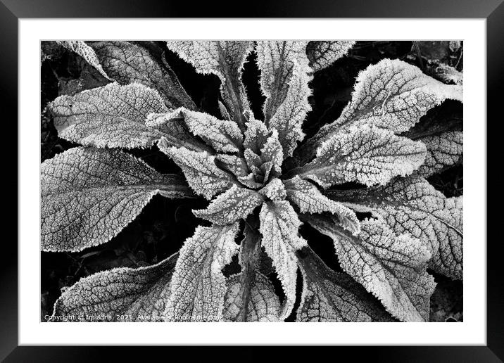 Frosty Foxglove Leaves Monochrome Framed Mounted Print by Imladris 
