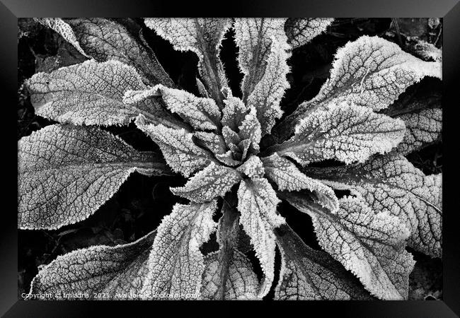 Frosty Foxglove Leaves Monochrome Framed Print by Imladris 