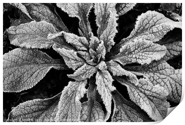 Frosty Foxglove Leaves Monochrome Print by Imladris 