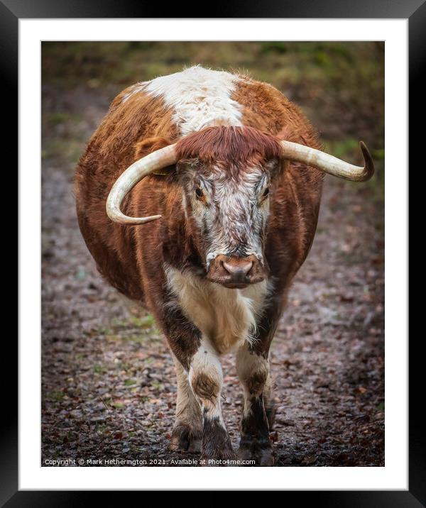 English Longhorn Cow Framed Mounted Print by Mark Hetherington