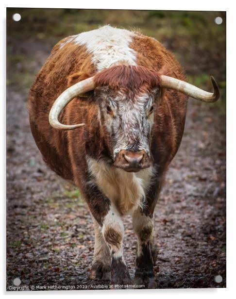 English Longhorn Cow Acrylic by Mark Hetherington