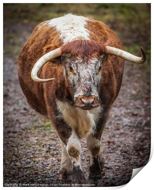 English Longhorn Cow Print by Mark Hetherington