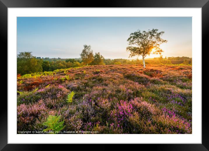 Late summer sunrise, New Forest National Park Framed Mounted Print by Justin Foulkes
